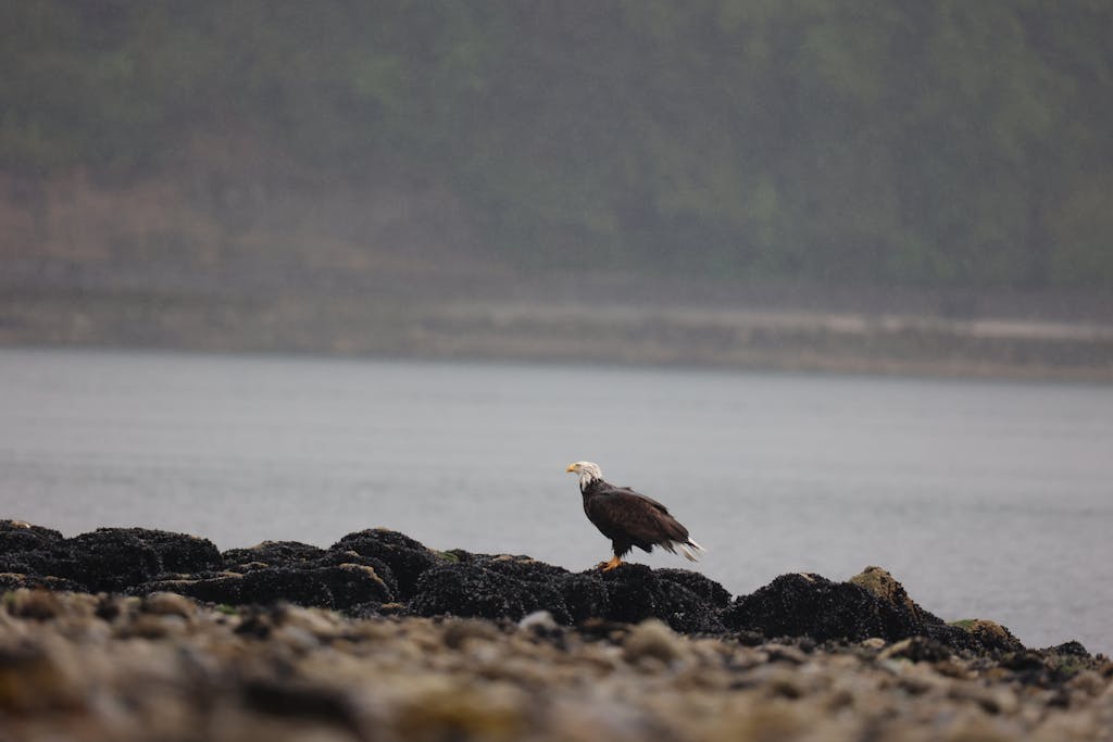 Eagles Rookie Trade Attempt A bald eagle perched on a rocky shoreline in Vancouver, Canada, during an overcast day.