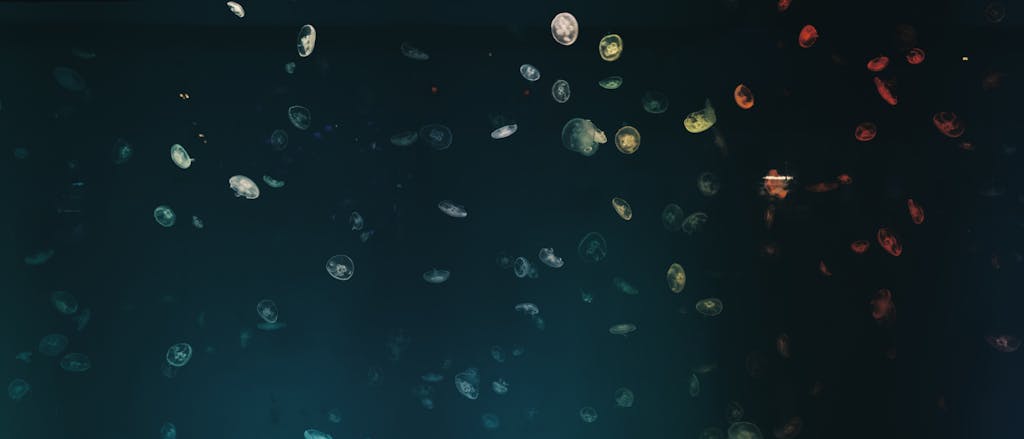 Redeepseek A captivating scene of jellyfish gracefully floating in the dark, mysterious ocean depths.