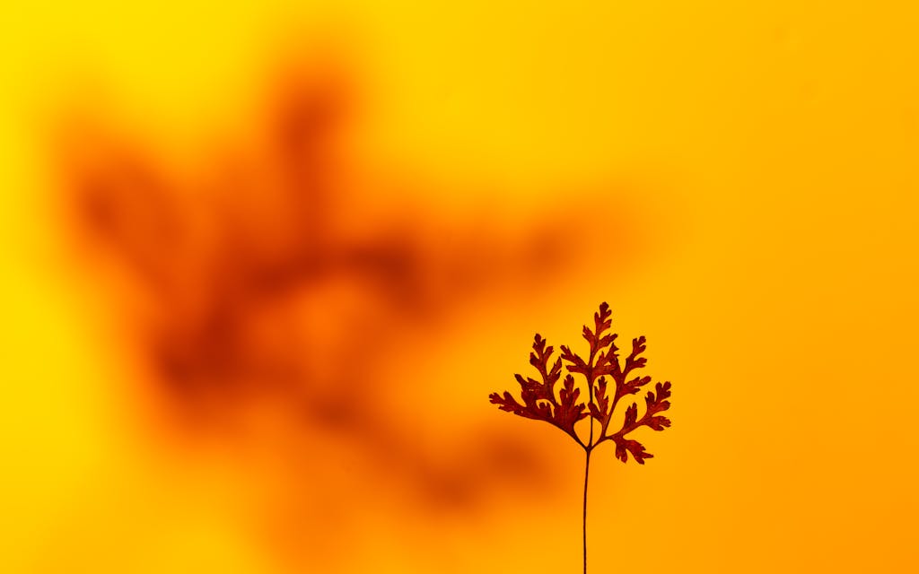 Fetid Key OSRS A close-up of Herb Robert with a vivid orange background, showcasing nature's simplicity.