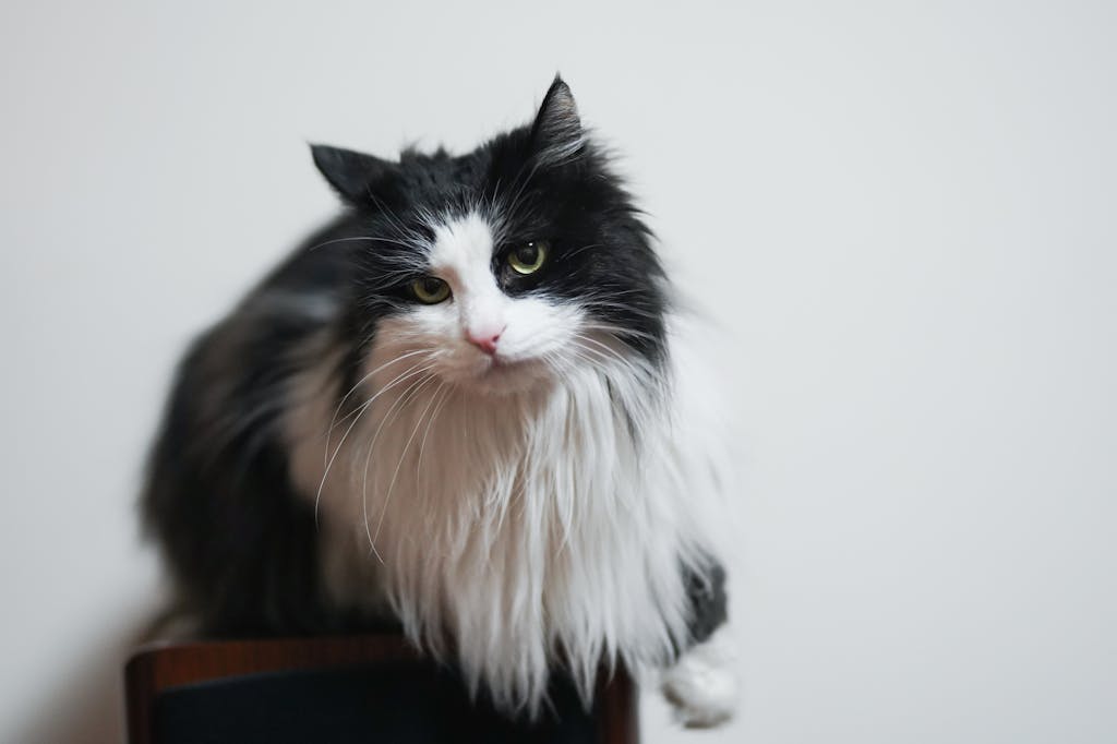 norsk casinowww.ribitup.com A cute bicolor cat with fluffy fur and bright eyes perched on a chair in a studio setting.