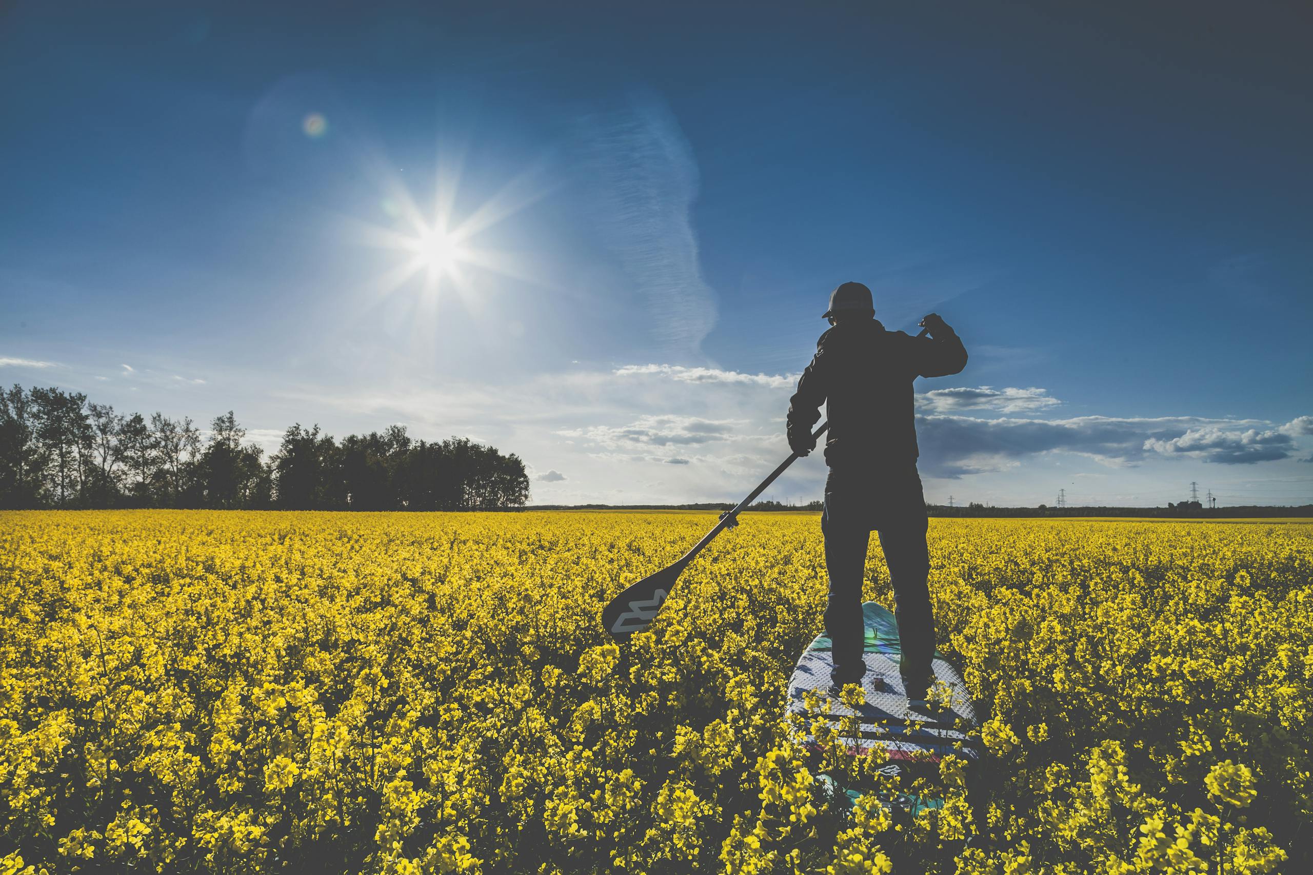 Pak vs Ind A man paddleboarding through a yellow canola field in Paks, Hungary under a bright sunny sky.