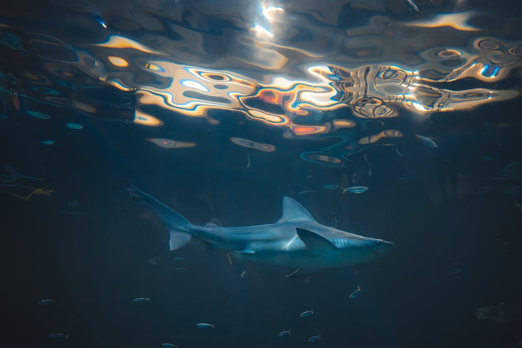 dolfier A shark glides gracefully underwater with ripples reflecting above.