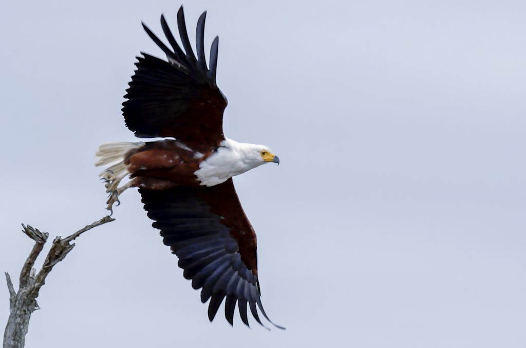 Eagles Rookie Trade Attempt Capture of an African Fish Eagle soaring with wings fully spread.