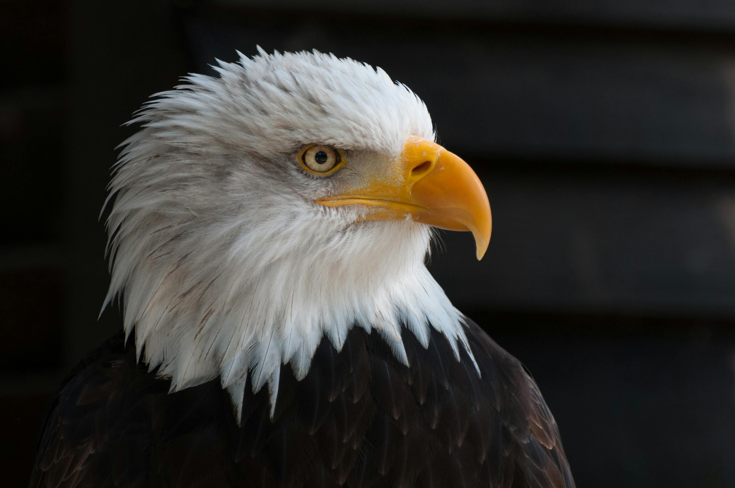 Eagles Rookie Trade Attempt Detailed portrait of a bald eagle with striking plumage and piercing eyes.