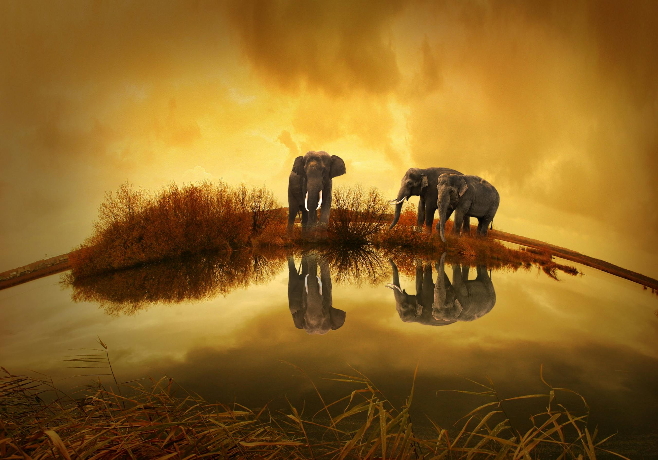 Sixmagazine Elephants reflecting in a serene lake at sunset, capturing the beauty of nature.